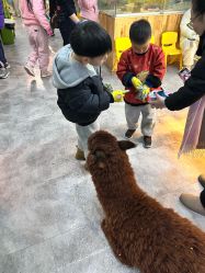 点击看大图 -神奇动物撸宠馆·羊驼·小浣熊·异宠(豫园店)