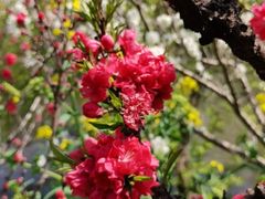 -南汇桃花村