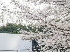 -武汉大学-樱园