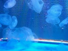 -洛阳龙门海洋馆