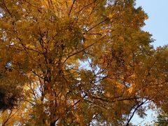 -大兴滨河森林公园