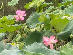 -杭州雅谷泉山庄酒店-餐厅
