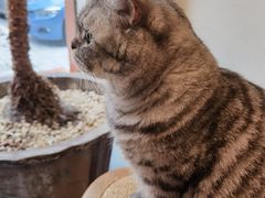 -猫友咖啡店(玉林西路店)