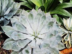 -北京植物园-展览温室