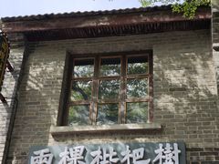 -两棵枇杷树