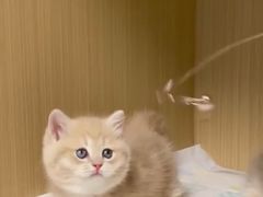 -猫十亿·布偶金渐层·曼基康矮脚猫舍(青年路店)