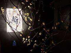-橼舍鮨青木
