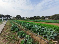 -上膳源有机农场