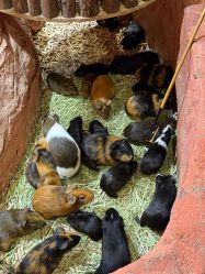 -Zoolung Zoolung动物主题公园(海信广场店)