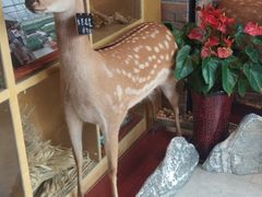 -酵種麦田(山师店)