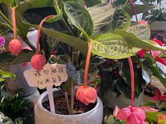 -金科花卉市场