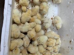 -葑门横街