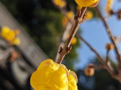 -无锡梅园公园