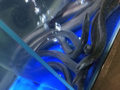 -本炙炭烤·蒲烧活鳗料理店(金沙洲店)