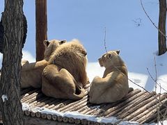 -石家庄市动物园