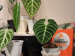 -Dogi&kiki Coffee(中心商务大厦店)