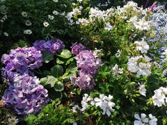 -深圳仙湖植物园