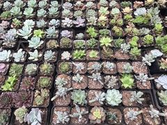 -三圣花乡旅游区