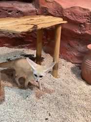 -Zoolung Zoolung动物主题公园(海信广场店)