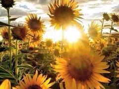 -龙兴·动物奶油生日蛋糕(龙北店)