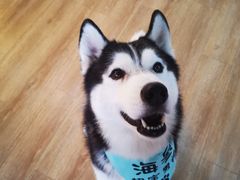 -Husky Go! 哈士奇体验馆·宠物咖啡厅狗咖