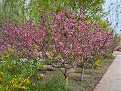 -永定河休闲森林公园