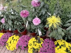 -国家植物园南园