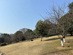 -南山植物园