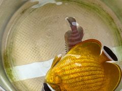 -小猫钓鱼海钓俱乐部(椰梦长廊店)