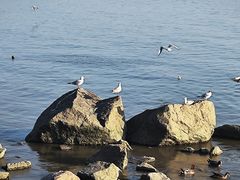 -深圳湾公园(南山区)
