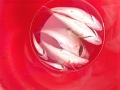 -阿浪海鲜连锁•海鲜加工•老字号(第一市场店)