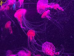 -珠海长隆海洋王国