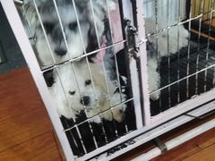-天宠宠物医院24小时·急重症诊疗中心·全科·腔镜特色(和平分院)