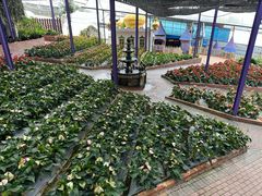 -金马仑薰衣草花园(Cameron Lavender)