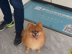 -美联众合爱康动物医院•复杂内科•肿瘤科•牙科•腔镜诊疗中心
