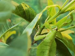 -上海大自然野生昆虫馆