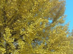 -北平小馆·烤鸭·家常菜(磨房北里店)