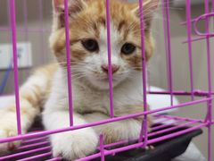 -四月宠物医院·猫专科·心脏专科·内科(转塘店)