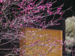 -慧因高丽寺