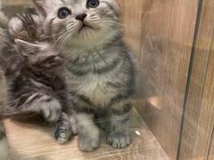 -BABIT巴比特宠物(MOMOPARK店)