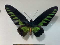 -上海昆虫博物馆