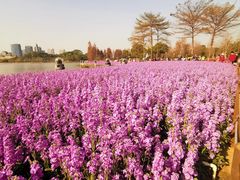 -顺峰山公园