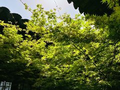 -黎里古镇