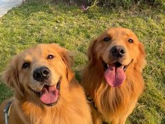 -北京京卫宠物寄养训练中心