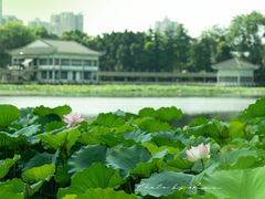 -荔湾湖公园