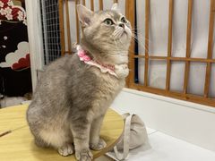 -Let's go狗咖·猫咖·奶狗·桌游(春熙路IFS店)
