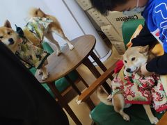 -猫色咖啡·猫咖