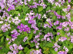 -泗洪洪泽湖湿地景区