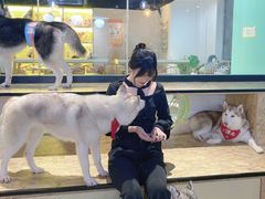 -Husky Go! 哈士奇体验馆·宠物咖啡厅狗咖