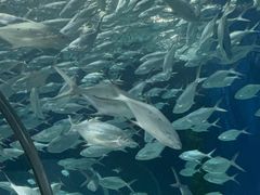 -上海海洋水族馆